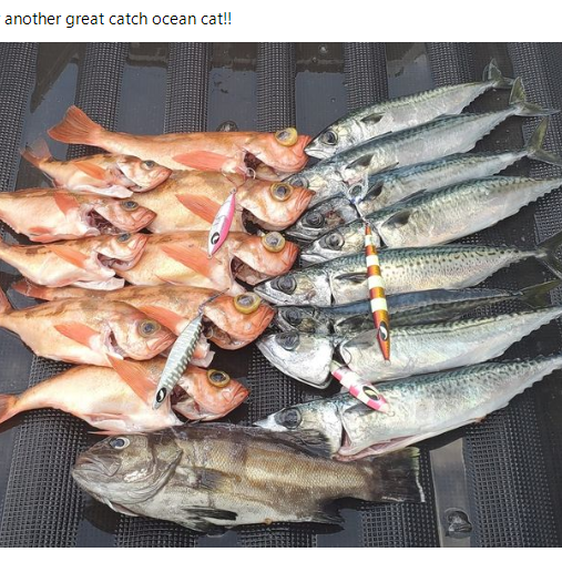 OCEAN CAT jigs help many fishing lovers to enjoy their harvest time.